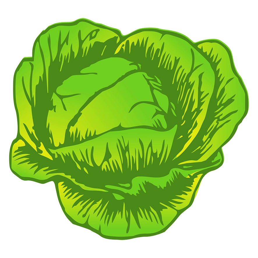 cabbage drawing