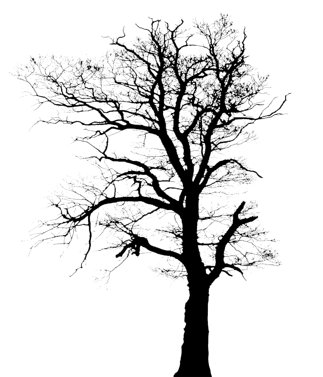 tree silhouette without leaves