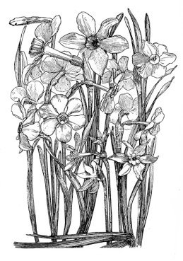 pencil sketch of different Narcissi