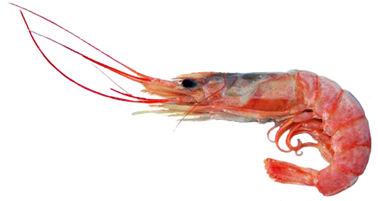 shrimp animal graphics