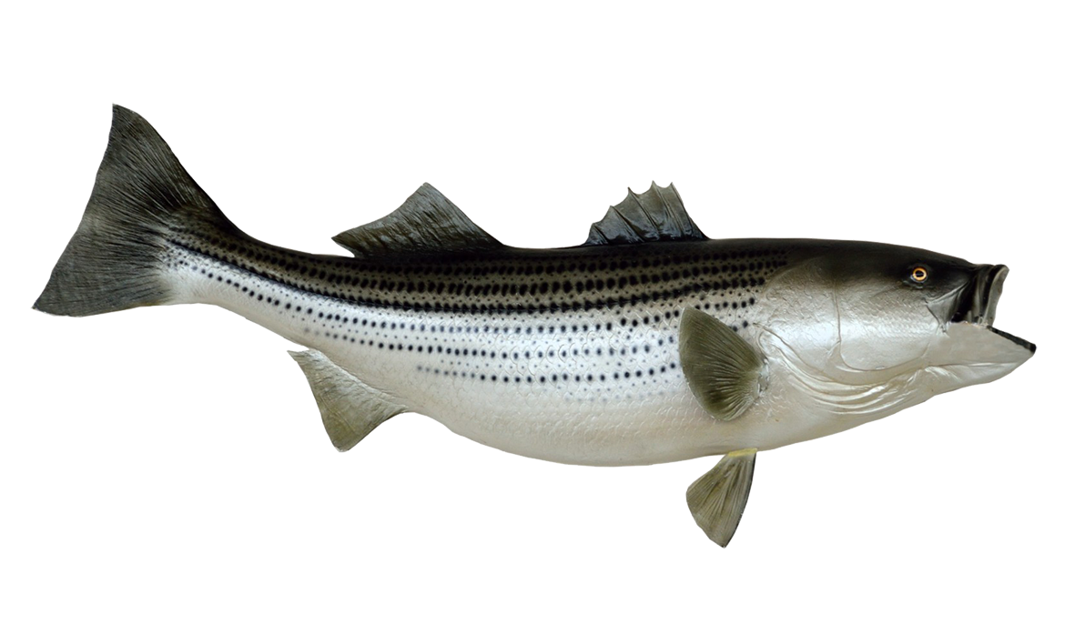 mounted striped bass clip art