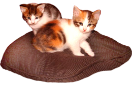 two three color kittens on pillow
