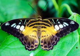 butterfly picture