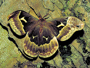 butterfly pictures Callosamia angulifera