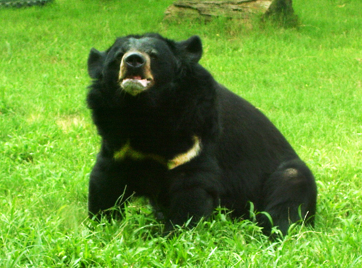 bear pictures ursus