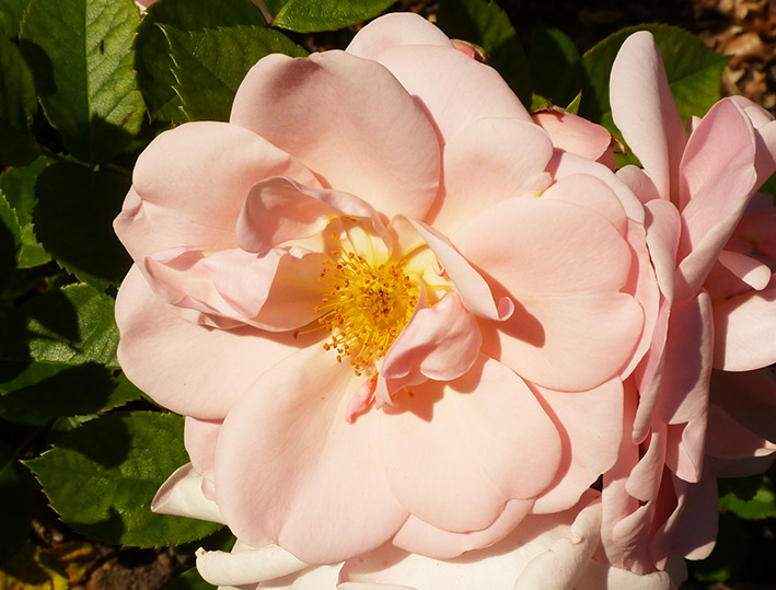 Soft pink rose
