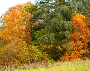 trees with red green yellow leaves