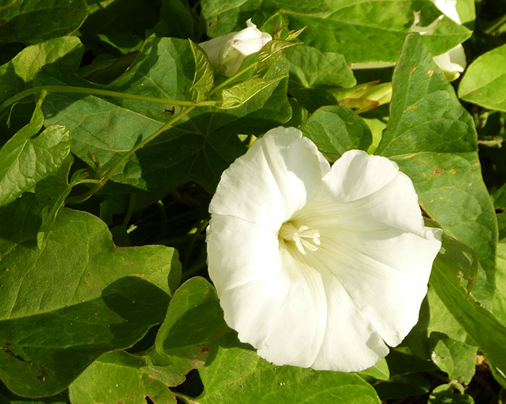 White bindweed