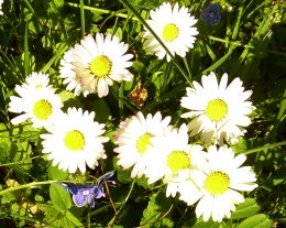 Small daisies in grass
