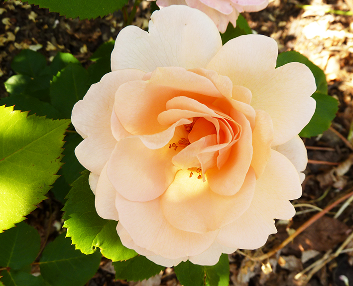wonderful soft red rose