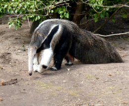 Anteater in zoo