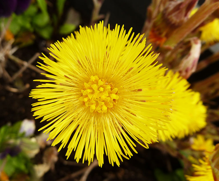 bright yellow flower