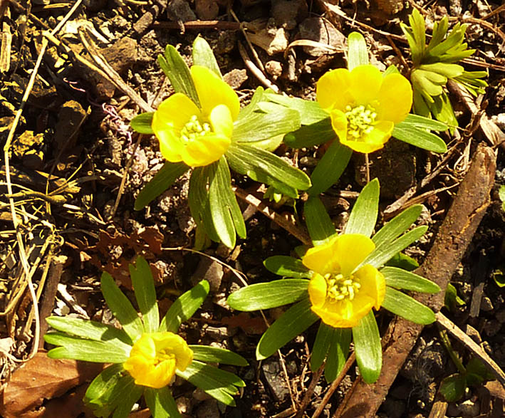 aconite picture