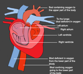 human heart diagram color deficiant