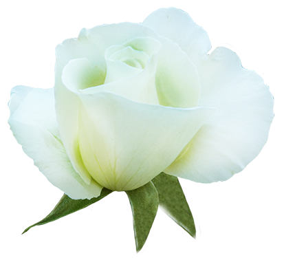 white rose in bloom