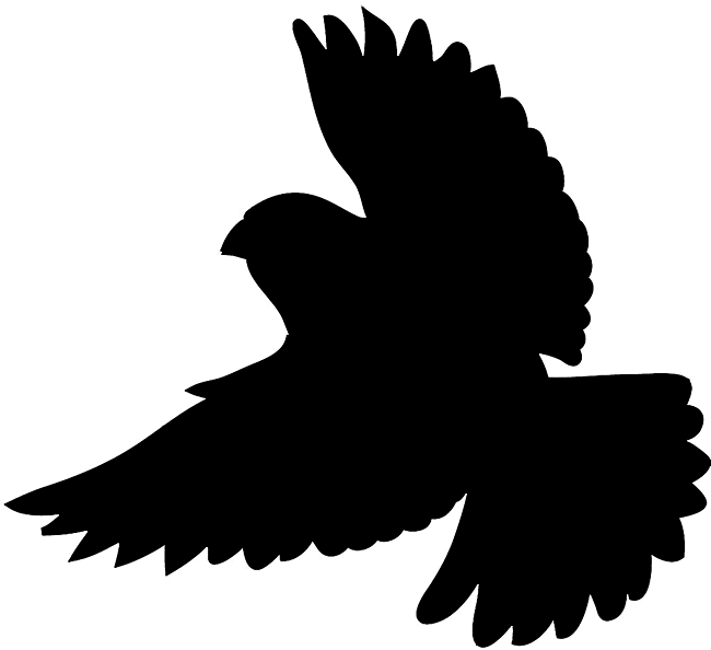 silhouette of flying bird