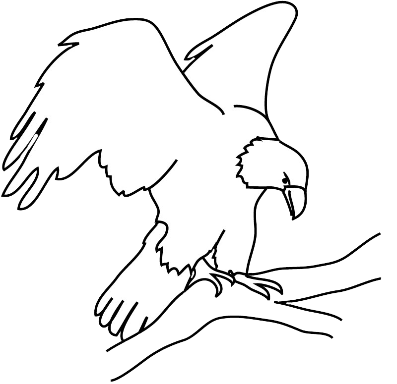 Eagle picture on branch