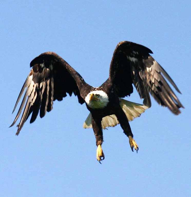 bald eagle ready to land