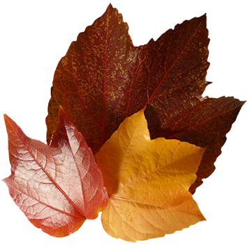 three autumn leaves