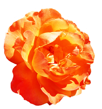 Orange rose for Valentine's Day