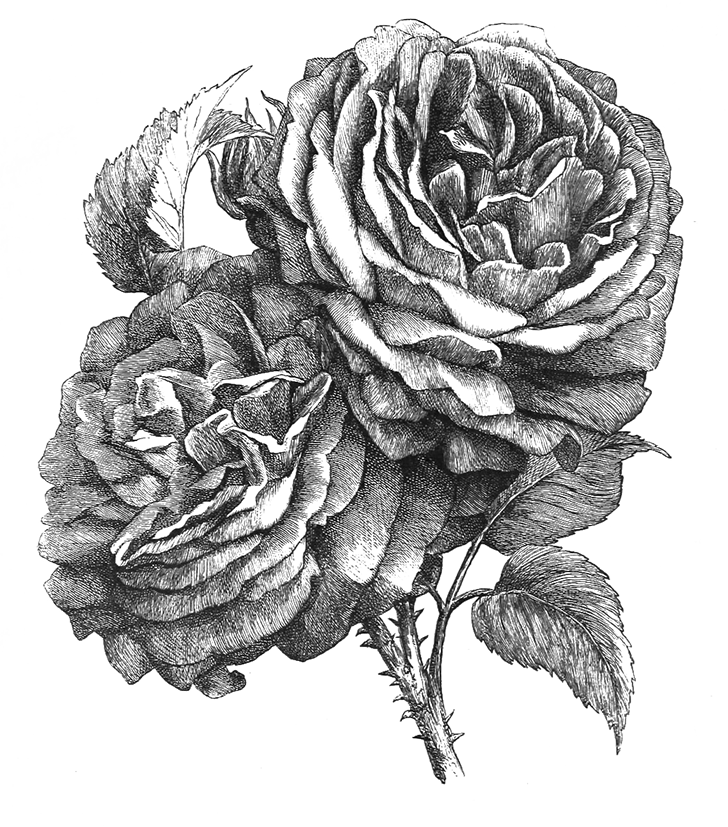 Rose drawing black white