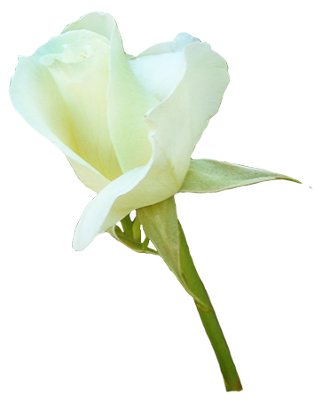 white rose bud