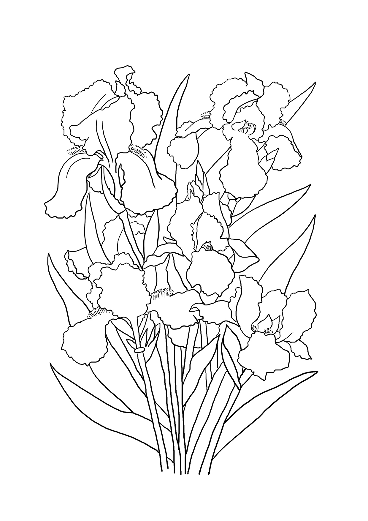 iris bouquet coloring sheet