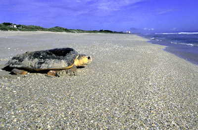 female loggerhead after making the nest