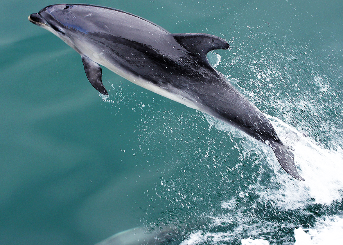 jumping dolphin