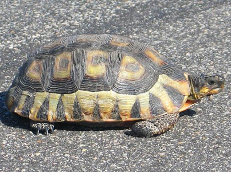 Chersina angulata tortoise picture