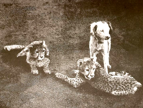 asiatic cheetah cubs and dog