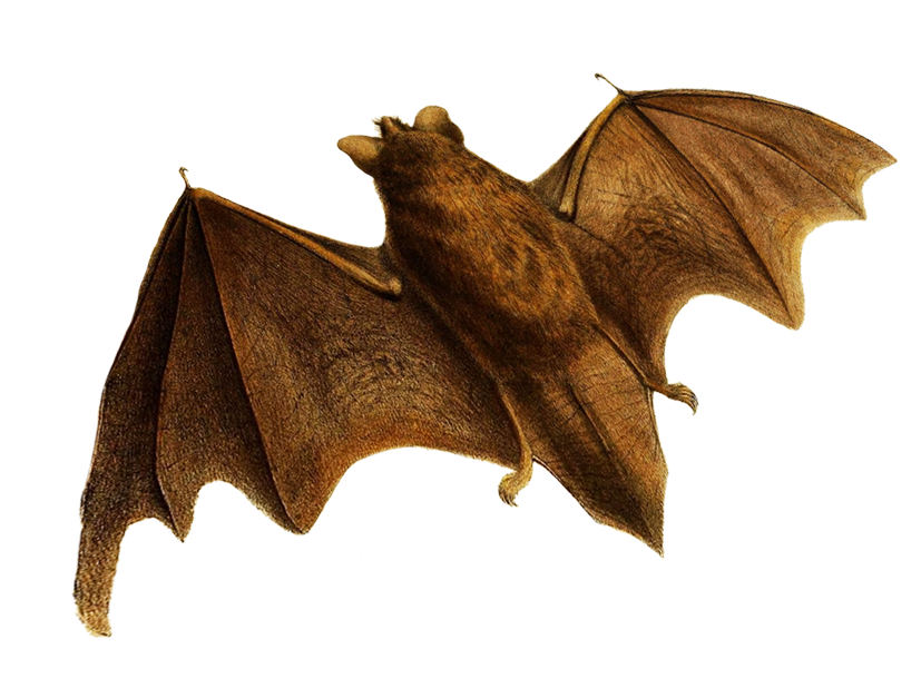 flying bat clipart