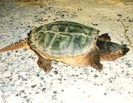 Snapping turtle on beach