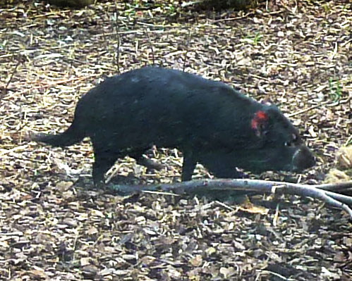 Tasmanian devil side view
