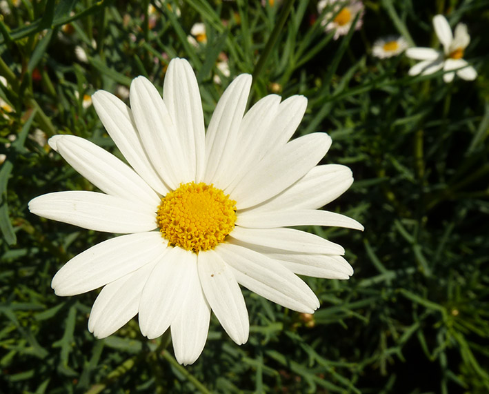 Daisy