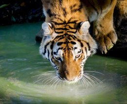 photo of tiger drinking water