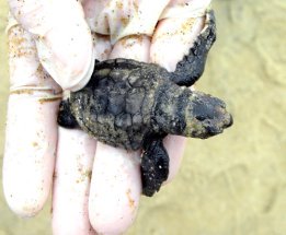baby loggerhead hatchling hand