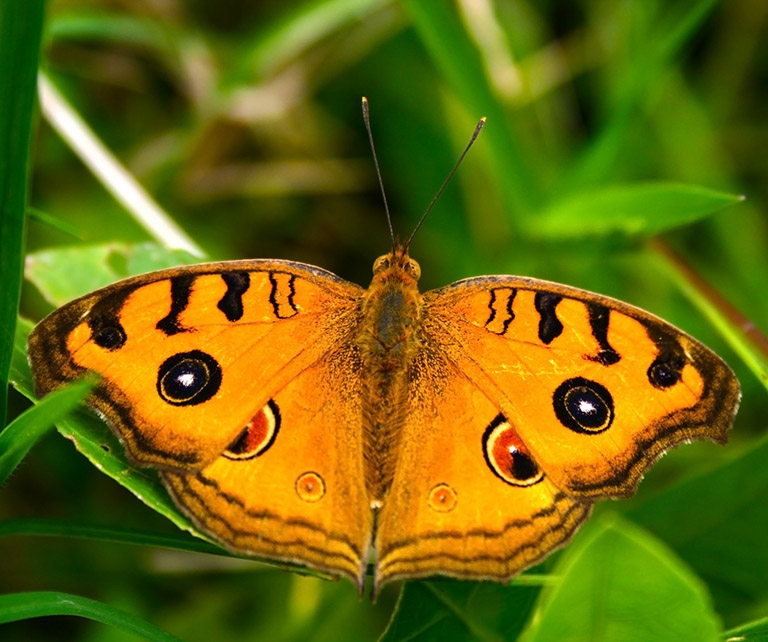 orange papillon