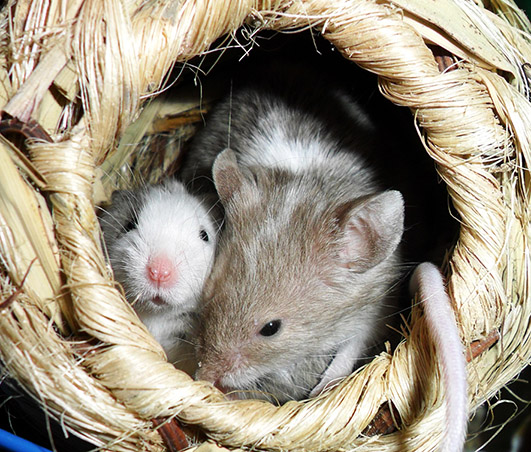 two little mice picture