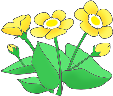 Buttercups clipart 