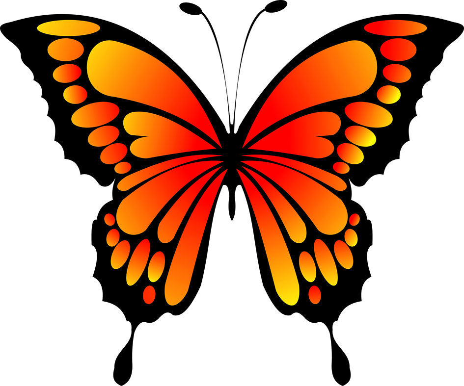 orange and black butterfly image