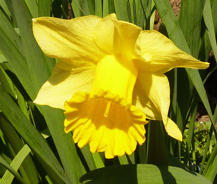 Daffodil