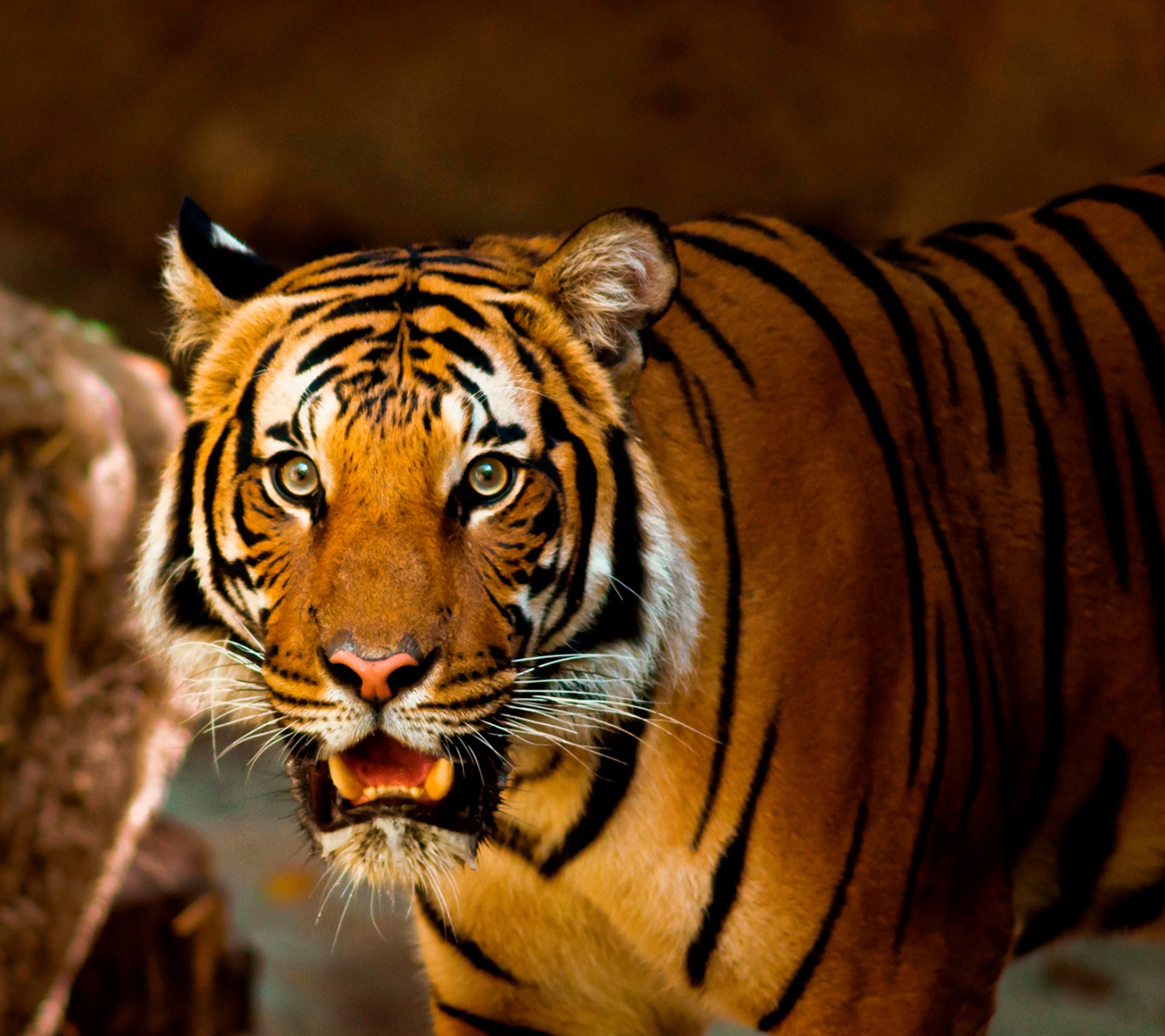 beautiful tiger photo