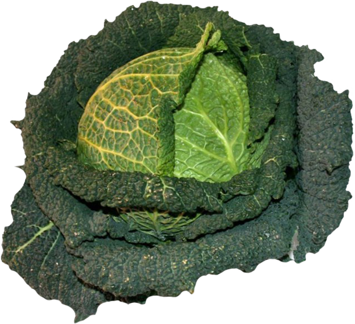 cabbage clipart