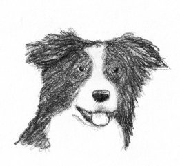 dog sketches border collie