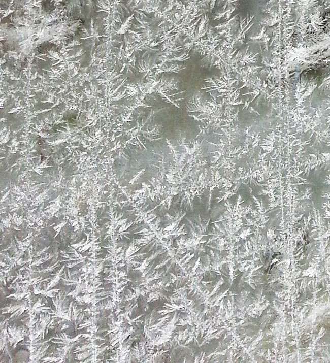 winter frost flowers