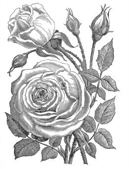 Perle des Jardins rose drawing