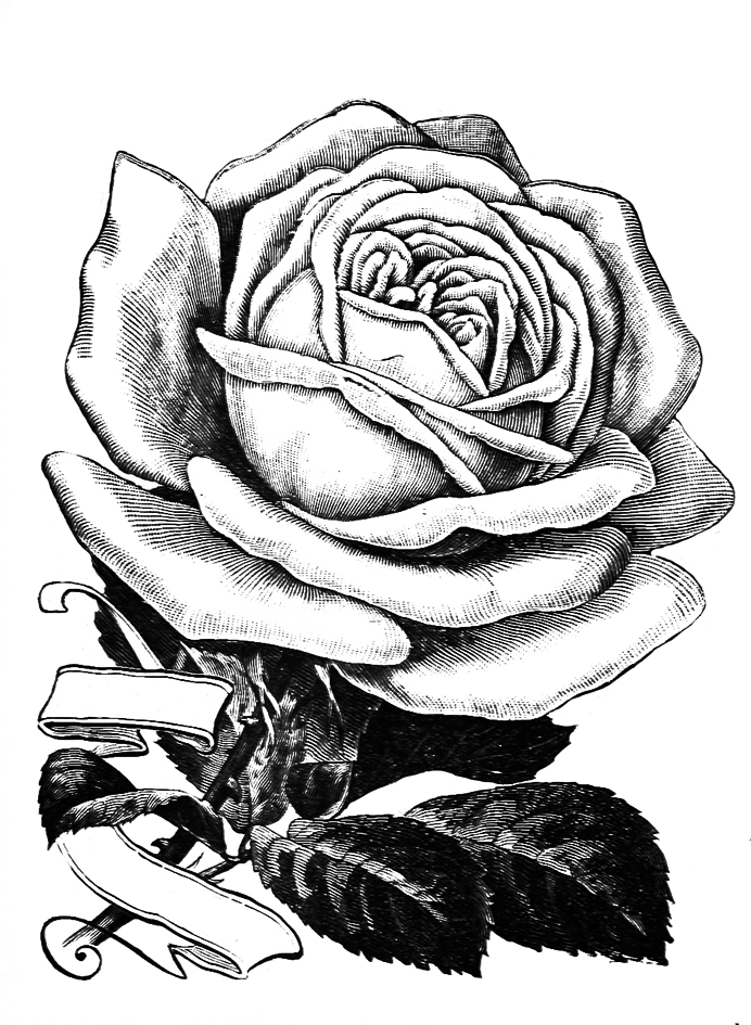 rose sketch with banner
