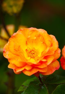 artistic photo of orange rose
