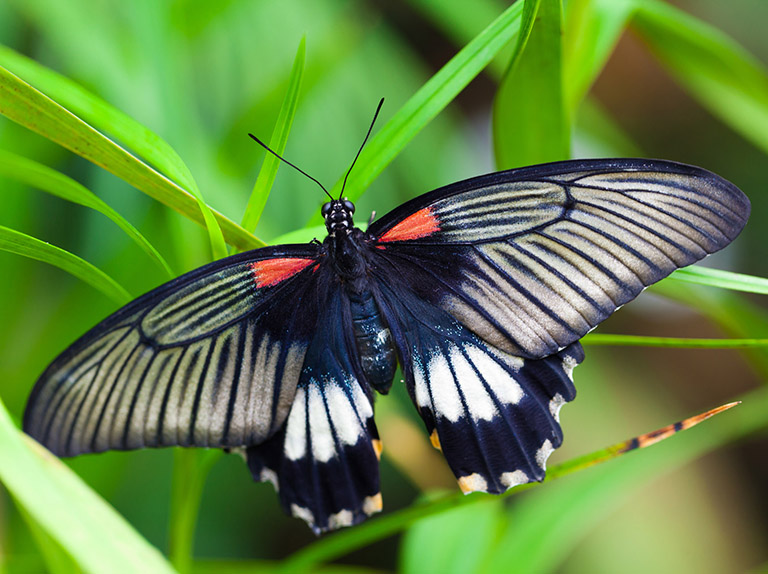 black white red butterfly